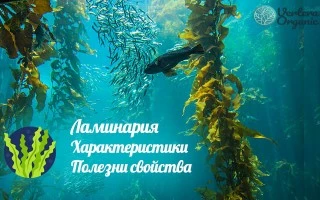 Ламинария - какво е, състав, ползи и странични ефекти